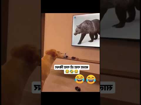 #funny #dogs #pet #dogscats#dogshorts #dog#doglover#doglife