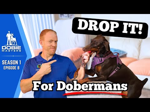 Training “Drop It” Using a Doberman's Instincts | Dobie Masters (S1E8)