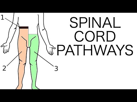 Spinal Cord Pathways
