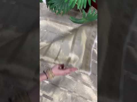 Off White Luxurious Gold Tissue Zari Woven Saree Set – Unstitched Blouse Included