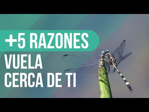 Qué SIGNIFICA que una LIBÉLULA VUELE CERCA DE TI ✨