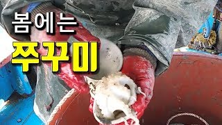 쭈꾸미단지 조업영상 - 봄에는 맛 좋은 쭈꾸미