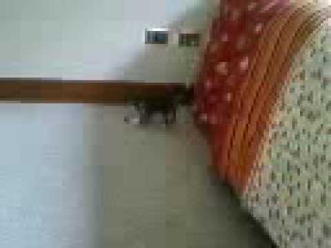 Tobí y el cubito (H)