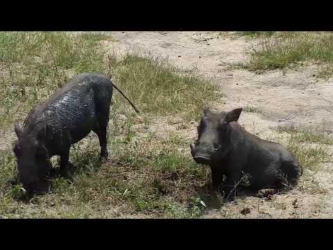 Djuma: Warthog family-two adults and two young - 12:19 - 03/10/19