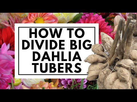 How to Divide Big Dahlia Tubers Easily