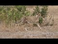 A Male Cheetah Keeps A Close Eye On Some Impala In The Distance