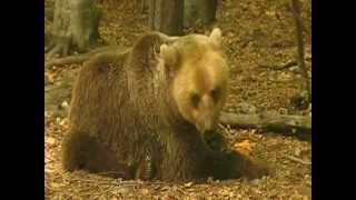 preview picture of video 'Dancing Bear Park near Belitsa - 1'