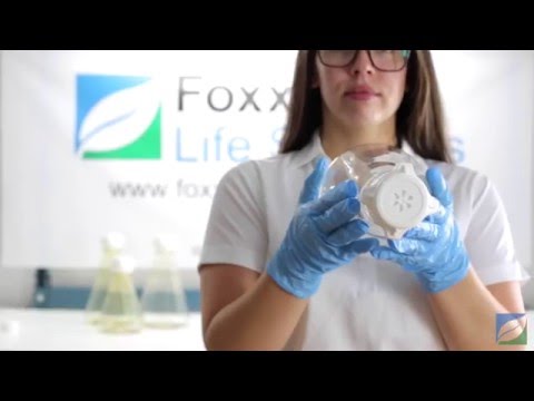 EZclear Erlenmeyer Flask | Foxx Life Sciences