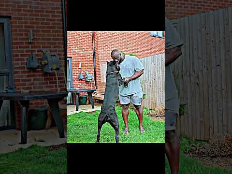 Mr Olympia Samson Dauda Vlog | Ronnie Coleman of this Era | The Monster Gorilla #motivation #gym