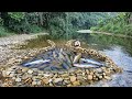 Full Video Of Ana S 31 Days Of Fishing In The Stream Caught Many Big Fish To Sell