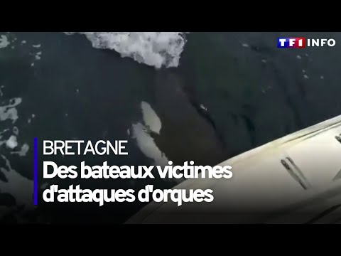Des bateaux victimes de mystérieuses attaques d'orques au large de la Bretagne
