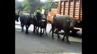 preview picture of video 'It Happens Only In India : Cows and Buffalo's Slowing Down the Traffic The National Highway'