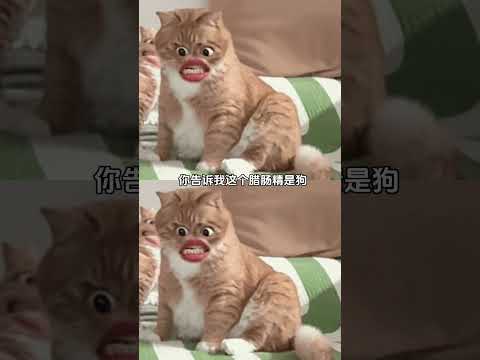 没学会画狗但会P图了#画师 #搞笑 #漫画 #抽象