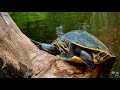 Florida S Santa Fe River And Underwater With Turtles In The Springs
