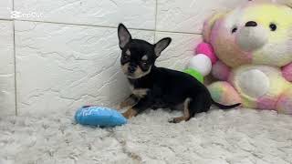 チワワ(スムース)の動画01