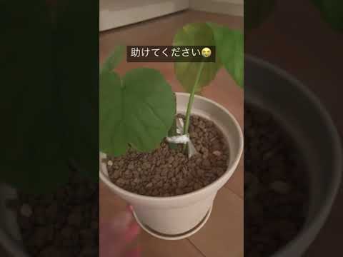 カタツムリとナメクジ対策のビール 2023