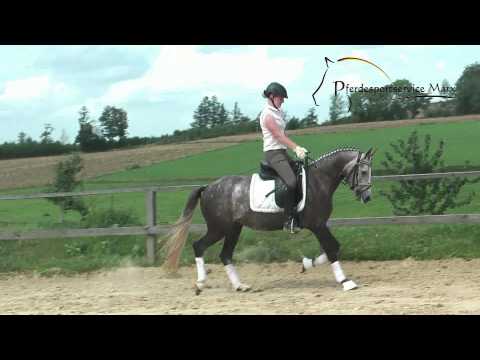 Daily Dream *2010 www.pferdesportservice.de- Dressur