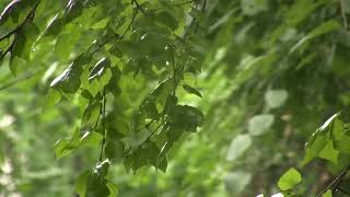 Sons de Chuva sem Trovão para Relaxar e Meditar 🌧 Sons Relaxantes da Natureza - Sons de Água