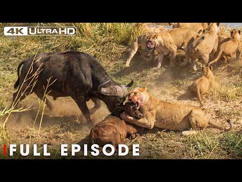 The Most Brutal Survival Battles in Nature (Full Episode) | Nature Animal Documentary