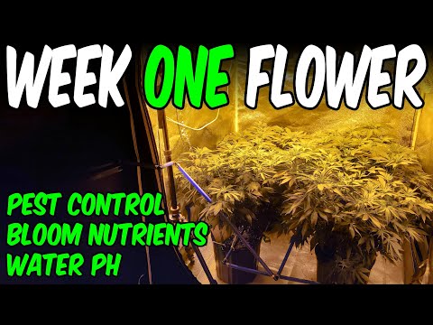 OG Kush from Seed Ep.4 Week 1 Flower Gaia Green Power Bloom