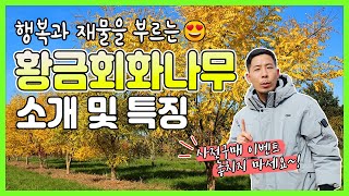 돈이 들어오는 행운목 황금회화나무! 황금빛 겨울 조경은 덤!