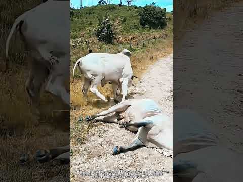덩치 큰 소 앞에서도 기죽지 않고 덤빈 개 #farming #skills #cowboy #cattledog #livestock