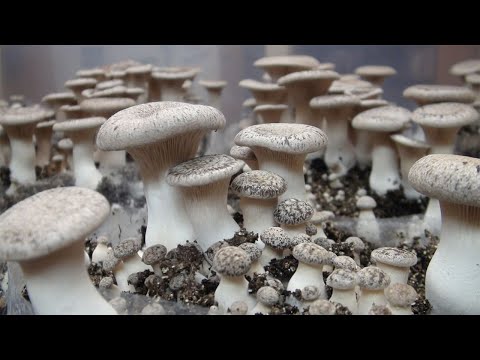 download lagu mp3 mp4 Eringi Mushroom Nutrition, download lagu Eringi Mushroom Nutrition gratis, unduh video klip Eringi Mushroom Nutrition