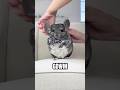 Please let Phil know if you like his bow tie 🥹  #gdwm #animals #chinchilla #trendingshorts