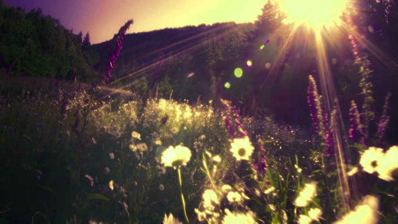 Wisdom Film - Michael Stillwater - 