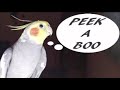 Peek a boo training for you parrot cockatiel | teach your cockatiel to say peek a boo #cockatiel