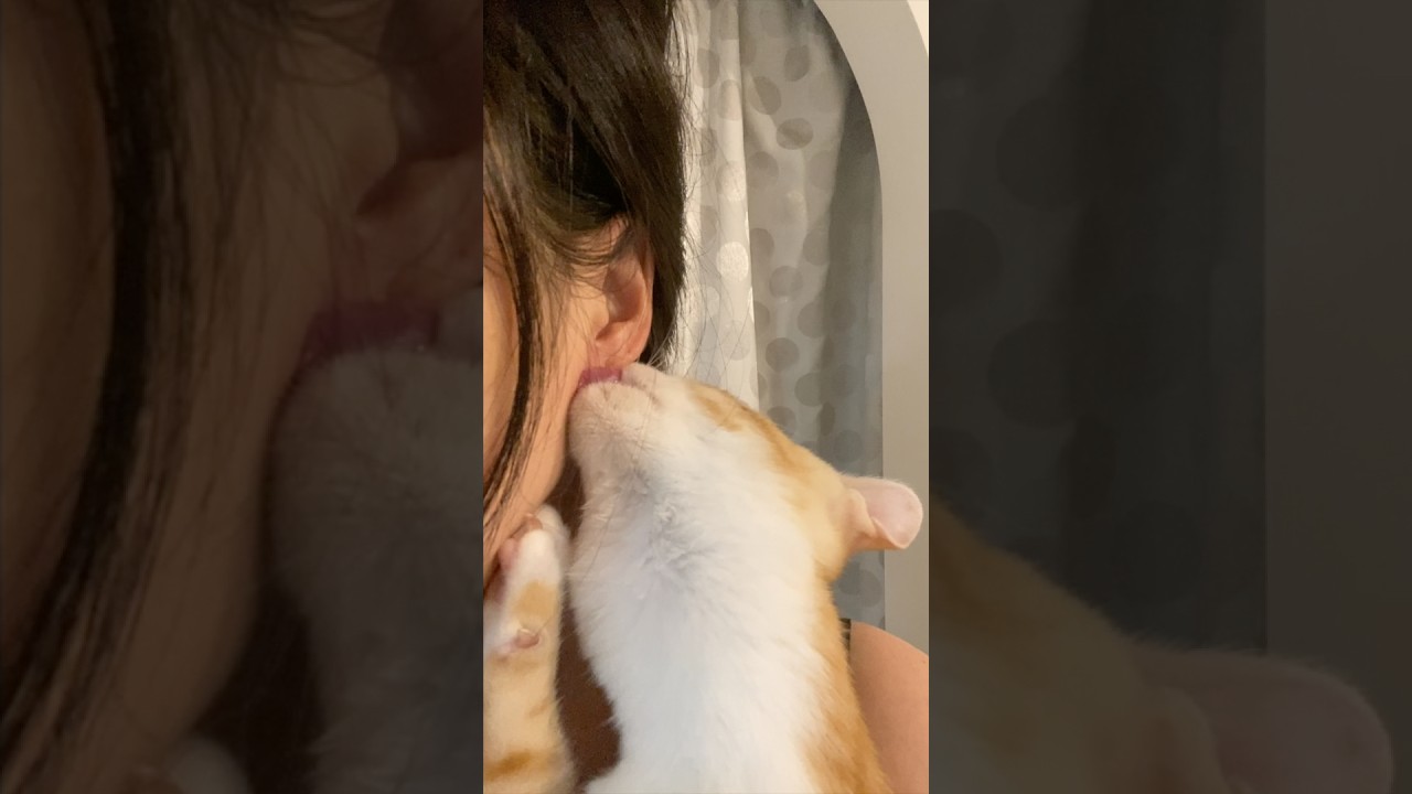 Still Missing Mum’s Milk 母猫が恋しい子猫　#cat #cute #kitten #cat #catlover #shorts