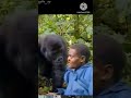 Chimpanzees attack 🦍 #monkey #shortvideo