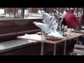 Seagull Mayhem