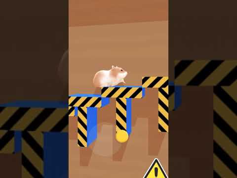 Hamster Maze Video