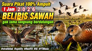 Download lagu ✅️100% Ampuh Suara Pikat Belibis Sawah 1 Jam | Belibis Liar Auto Berdatangan |Suara Asli Jernih 2026 mp3