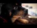 Oz The Rottweiler Loves Watermelon On August 12 2012