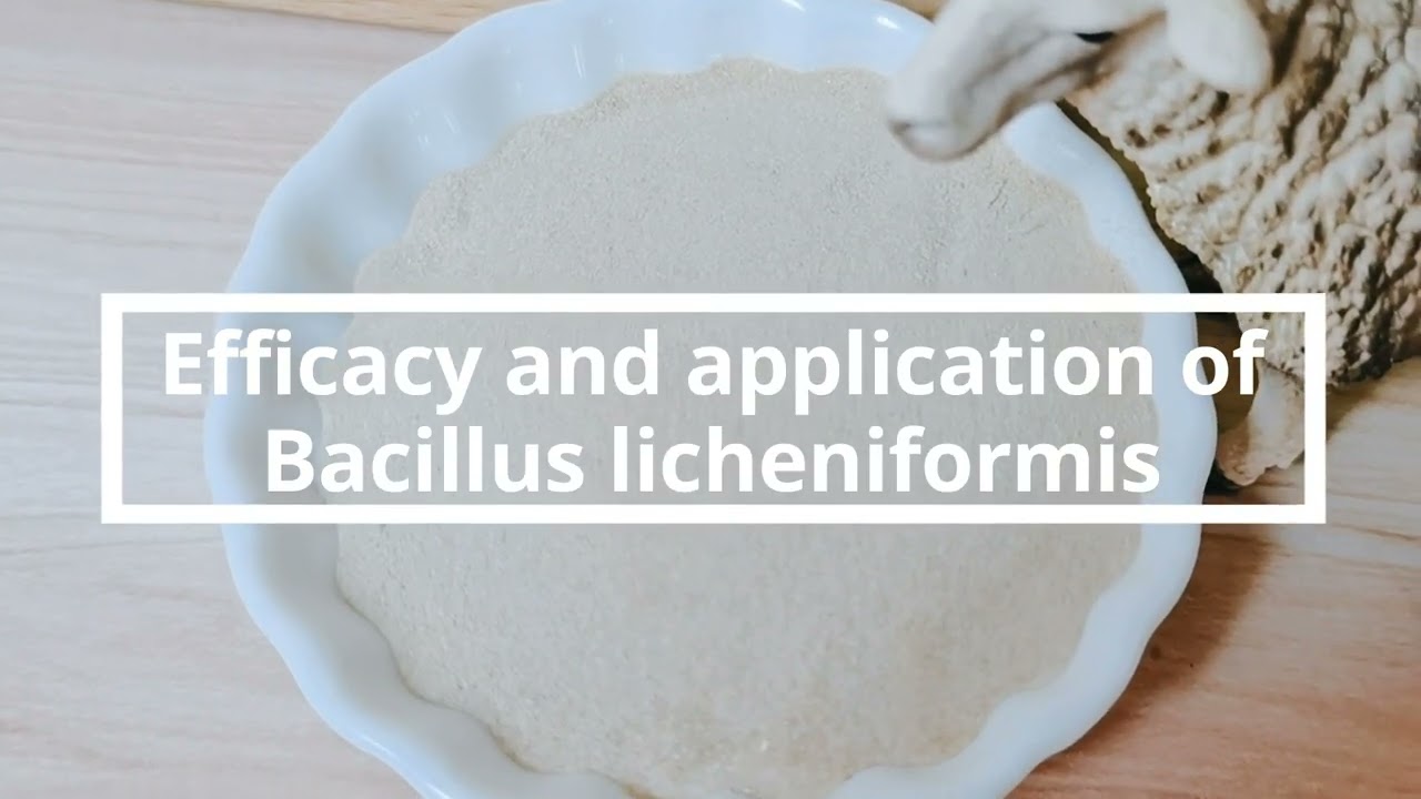 Introduction of Bacillus licheniformis