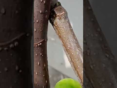 Anjeer Fruit - The Superfood You Didn't Know About