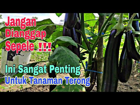 , title : 'Faktor Ini Sangat Penting Agar Terong Berbuah Banyak'