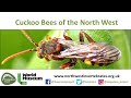 Cuckoo Bees of the North West Cuckoo Bees of the North West