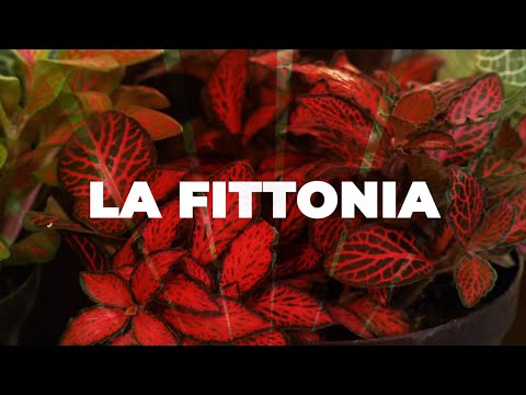 , title : 'La FITTONIA en Plantas y Jardines - Teleamiga'