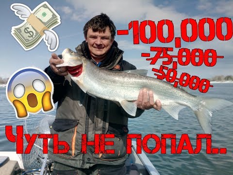 От штрафа за НЕЁ можно офигеть. Нельма на спиннинг весной.Рыбалка на спиннинг