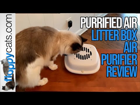 Best Air Purifier for Cat Litter: Purrified Air Cat Odor Filter Product Review