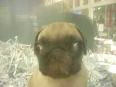 cutest pug at knox pet store:P