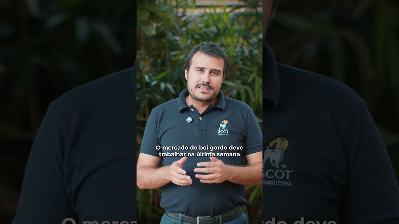 Expectativas para o fim de agosto no mercado do boi gordo