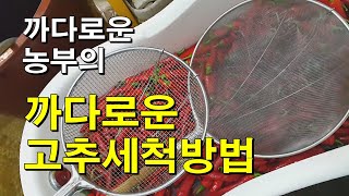 까다로운 농부의 까다로운 고추세척 방법