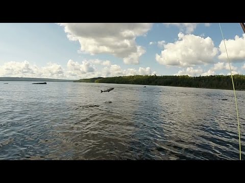 Atlantic Salmon Jumping Newfoundland