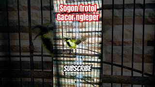 Download lagu SOGON TROTOL NGLEPER ‼️ pancingan sogon ijoan #birds #sogon #sogongacor #sogonngobra mp3