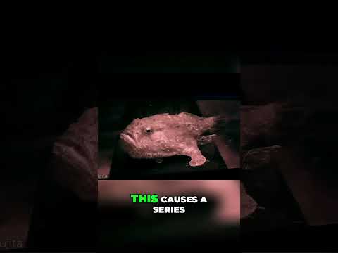 Blobfish vs  Coffin Fish  Deep Sea Survival Secrets!