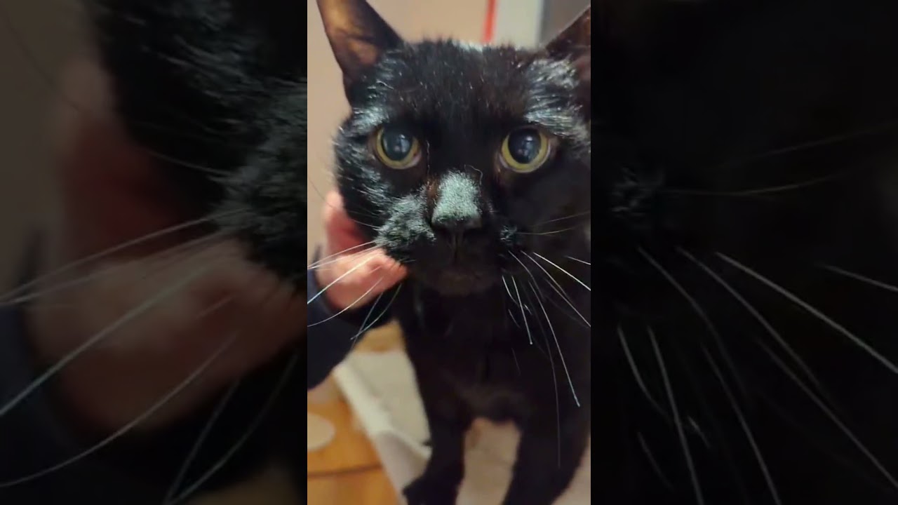 Enlarge Ilex, a ADOPTABLE Domestic Short Hair in Hamilton, ON video 2/6